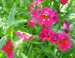 Zahradní květiny Pelerína Šperky, Nemesia růžový fotografie, popis a kultivace, pěstování a charakteristiky