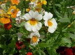 Zahradní květiny Pelerína Šperky, Nemesia bílá fotografie, popis a kultivace, pěstování a charakteristiky