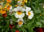 Trädgårdsblommor Cape Juveler, Nemesia vit Fil, beskrivning och uppodling, odling och egenskaper