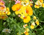 ბაღის ყვავილები Cape სამკაულებს, Nemesia ყვითელი სურათი, აღწერა და გაშენების, იზრდება და მახასიათებლები