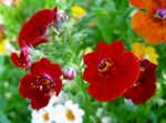 бордовый Цветок Немезия характеристика и Фото