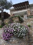 Flores de jardín Maravilla De Cabo, Margarita Africana, Dimorphotheca rosa Foto, descripción y cultivo, cultivación y características