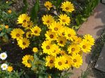 Zahradní květiny Cape Měsíček, Gerbery, Dimorphotheca žlutý fotografie, popis a kultivace, pěstování a charakteristiky
