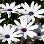 bílá Květina Cape Měsíček, Gerbery charakteristiky a fotografie