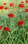 Garden Flowers Carnation, Dianthus caryophyllus red Photo, description and cultivation, growing and characteristics