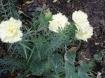 Garden Flowers Carnation, Dianthus caryophyllus white Photo, description and cultivation, growing and characteristics