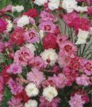Garden Flowers Carnation, Dianthus caryophyllus pink Photo, description and cultivation, growing and characteristics