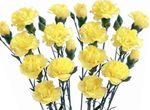 Garden Flowers Carnation, Dianthus caryophyllus yellow Photo, description and cultivation, growing and characteristics