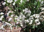 Zahradní květiny Carolina Moře Levandule, Limonium bílá fotografie, popis a kultivace, pěstování a charakteristiky