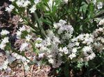 Dārza Ziedi Carolina Jūras Lavanda, Limonium balts Foto, apraksts un audzēšana, augošs un raksturlielumi