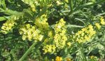 Zahradní květiny Carolina Moře Levandule, Limonium žlutý fotografie, popis a kultivace, pěstování a charakteristiky