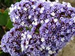 Zahradní květiny Carolina Moře Levandule, Limonium světle modrá fotografie, popis a kultivace, pěstování a charakteristiky