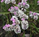 I fiori da giardino Carolina Mare Lavanda, Limonium rosa foto, descrizione e la lavorazione, la coltivazione e caratteristiche