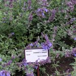 Sodo Gėlės Kačių Mėtos, Nepeta violetinė Nuotrauka, aprašymas ir auginimas, augantis ir charakteristikos