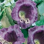 Garden Flowers Cathedral Bells, Cup and saucer plant, Cup and saucer vine, Cobaea scandens purple Photo, description and cultivation, growing and characteristics