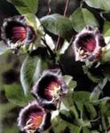 Садовыя Кветкі Кобе, Cobaea scandens бардовы фота, апісанне і вырошчванне, вырошчванне і характарыстыка