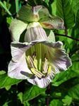 Садові Квіти Кобея, Cobaea scandens бузковий Фото, опис і вирощування, зростаючий і характеристика