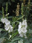 Kerti Virágok Checkerbloom, Miniatűr Hollyhock, Préri Mályva, Ellenőrző Mályva, Sidalcea fehér fénykép, leírás és termesztés, növekvő és jellemzők