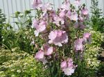 Trädgårdsblommor Checkerbloom, Miniatyr Stockros, Prärie Malva, Checker Malva, Sidalcea rosa Fil, beskrivning och uppodling, odling och egenskaper