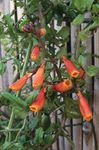 Chilenske Glory Blomst, Eccremocarpus scaber orange Bilde, beskrivelse og dyrking, voksende og kjennetegn