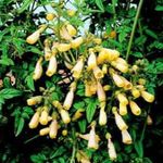 Čīles Krāšņumā Zieds, Eccremocarpus scaber dzeltens Foto, apraksts un audzēšana, augošs un raksturlielumi