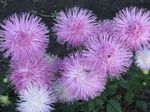 lilac Flower China Aster characteristics and Photo