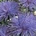 blue Flower China Aster characteristics and Photo