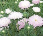 Have Blomster China Aster, Callistephus chinensis pink Foto, beskrivelse og dyrkning, voksende og egenskaber