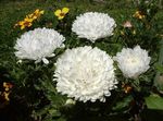 Zahradní květiny China Aster, Callistephus chinensis bílá fotografie, popis a kultivace, pěstování a charakteristiky