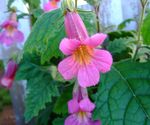 Tuin Bloemen Chinees Vingerhoedskruid, Rehmannia roze foto, beschrijving en teelt, groeiend en karakteristieken