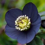 black Flower Christmas Rose, Lenten Rose characteristics and Photo
