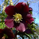 Gartenblumen Weihnachten Rose, Rose Fasten, Helleborus weinig Foto, Beschreibung und Anbau, wächst und Merkmale