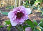 Vrtno Cvetje Teloh, Postnem Rose, Helleborus lila fotografija, opis in gojenje, rast in značilnosti