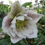 Vrtno Cvetje Teloh, Postnem Rose, Helleborus bela fotografija, opis in gojenje, rast in značilnosti