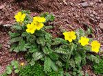 Garden Flowers Cinquefoil, Potentilla yellow Photo, description and cultivation, growing and characteristics