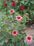Garden Flowers Cinquefoil, Potentilla pink Photo, description and cultivation, growing and characteristics