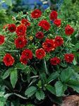 Garden Flowers Cinquefoil, Potentilla red Photo, description and cultivation, growing and characteristics