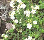 Trädgårdsblommor Finge, Potentilla vit Fil, beskrivning och uppodling, odling och egenskaper