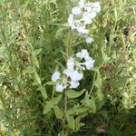 beyaz çiçek Clarkia, Çelenk Çiçek, Dağ Çelenk özellikleri ve fotoğraf