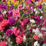 Sodo Gėlės Clarkia, Girlianda Gėlė, Kalnų Girlianda raudonas Nuotrauka, aprašymas ir auginimas, augantis ir charakteristikos