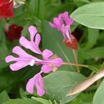  Clarkia, Blomsterkrans Blomst, Mountain Blomsterkrans pink Foto, beskrivelse og dyrkning, voksende og egenskaber