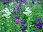 Puutarhakukat Myskisalvia, Maalattu Salvia, Horminum Salvia valkoinen kuva, tuntomerkit ja muokkaus, viljely ja ominaisuudet