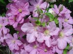 Garden Flowers Clematis pink Photo, description and cultivation, growing and characteristics