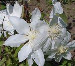 Garden Flowers Clematis white Photo, description and cultivation, growing and characteristics