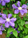 Garden Flowers Clematis lilac Photo, description and cultivation, growing and characteristics