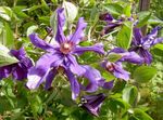 Garden Flowers Clematis purple Photo, description and cultivation, growing and characteristics