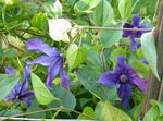 Garden Flowers Clematis blue Photo, description and cultivation, growing and characteristics