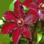 Garden Flowers Clematis red Photo, description and cultivation, growing and characteristics