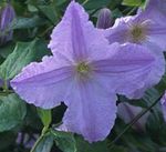 Garden Flowers Clematis light blue Photo, description and cultivation, growing and characteristics