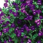  Clown Blomma, Länkarm Blomma, Torenia violett Fil, beskrivning och uppodling, odling och egenskaper